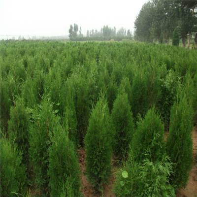 側柏樹苗 側柏樹 柏樹苗 庭院綠化側柏葉 柏樹綠化苗木