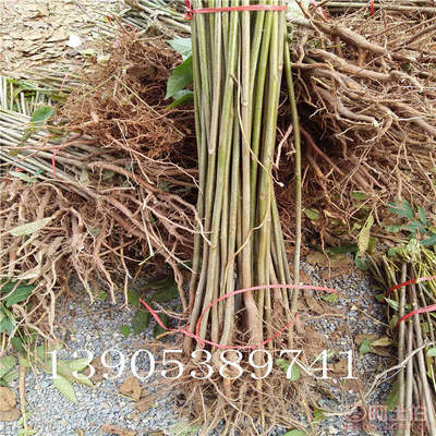 【香椿樹苗多0.7香椿苗批發(fā)廠家香椿苗有賣1公分香椿】泰安乾佑源苗木專業(yè)合作社 - 產品庫