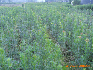 【綠化設計圖中的喬木與灌木之分】價格、產品供應,綠化設計圖中的喬木與灌木之分廠家批發(fā)-1024商務網