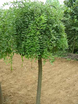 10公分國(guó)槐價(jià)格、12公分國(guó)槐報(bào)價(jià)、12公分國(guó)槐_農(nóng)副產(chǎn)品_世界工廠網(wǎng)