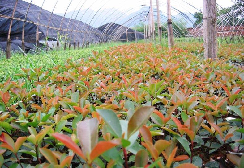 紅葉石楠穴盤苗與網袋苗 價格、廠家與種植指南