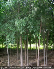 園林綠化產業全鏈條服務 苗木供應、資材采購與信息交流平臺