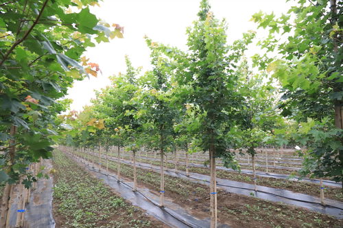 高溫多雨桑拿天，苗木養護管理全攻略