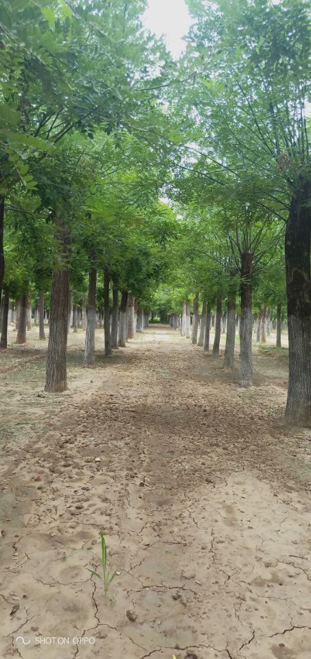 21公分白蠟博冉苗木誠信服務 專業苗木供應，品質保證