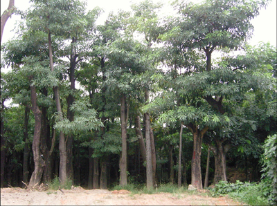 盆架子苗木批發指南 選購、養護與市場前景