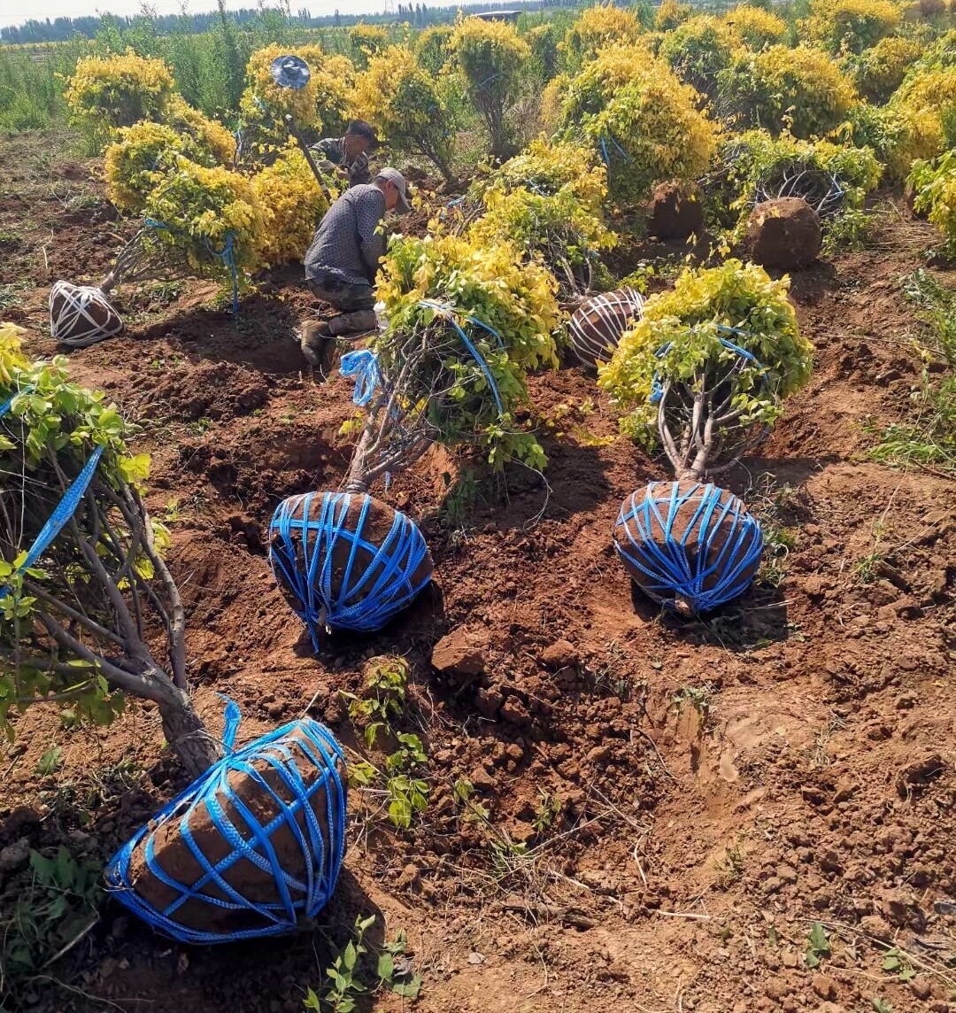 寧夏錦潤生態(tài)建設(shè)苗木銷售中心 - 專業(yè)苗木供應(yīng)商