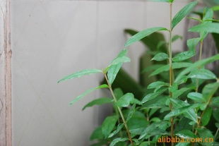 供應(yīng)聯(lián)手優(yōu)質(zhì)石榴苗木 平邑縣聯(lián)手金銀花苗木種植專業(yè)合作社的指導(dǎo)與選擇