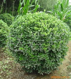 火爆直銷(xiāo)優(yōu)質(zhì)綠化苗木 探索海桐小苗與海桐球的園藝價(jià)值與市場(chǎng)前景