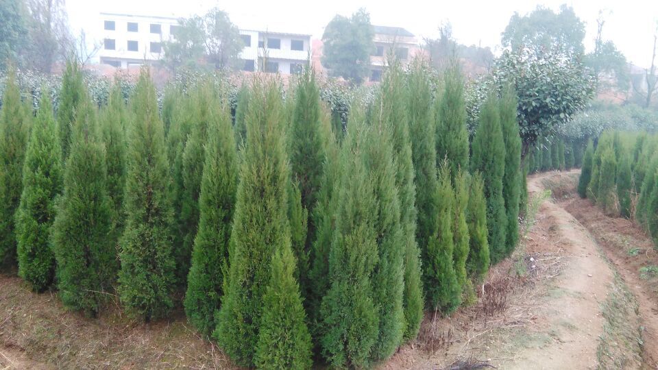 衡陽(yáng)武岳苗木種植專(zhuān)業(yè)合作社 綠色產(chǎn)業(yè)的新標(biāo)桿