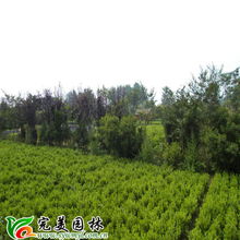 沭陽(yáng)縣完美園林綠化苗木場(chǎng) 專(zhuān)業(yè)喬灌木供應(yīng)，打造綠色生態(tài)之美