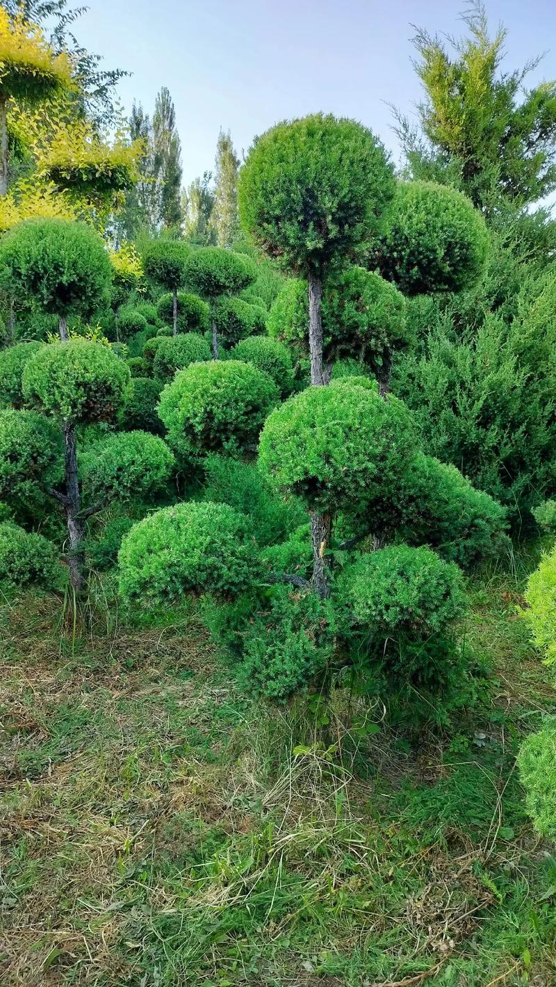 我的園林，我的資產，我的希望——苗圃精選苗木展示
